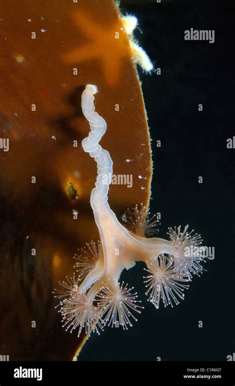 Stalked Jelly Hi Res Stock Photography And Images Alamy