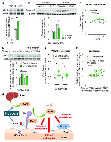 Thrombin Activatable Fibrinolysis Inhibitor TAFI Promotes