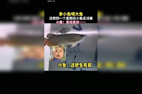 拿小鱼喂大鱼，没想到一个星期后小鱼还活着 小鱼