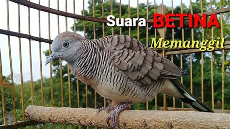 Perkutut BETINA Memanggil JANTAN FEMALE Turtle Dove Calls MALE YouTube