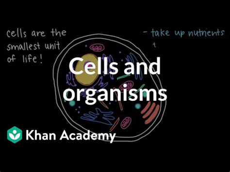 Cells And Organisms Video Khan Academy