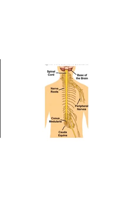 SOLUTION: Anatomy and biomechanical properties of spinal nerve roots ...