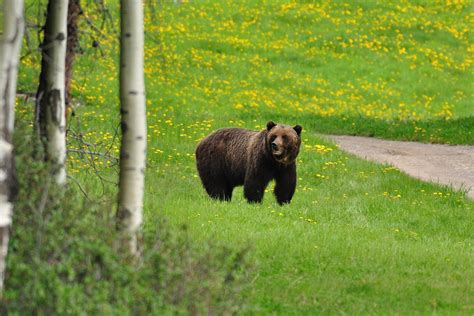 Wildlife Safety | Canmore Kananaskis