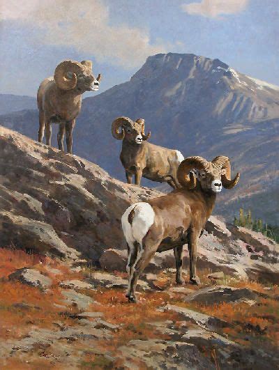 89 Bighorn Sheep Paintings Ideas Sheep Paintings Wildlife Art