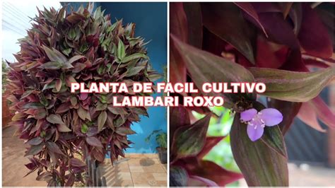 Lambari Roxo Dicas E Cultivo Como Fazer Mudas Do Lambari Roxo