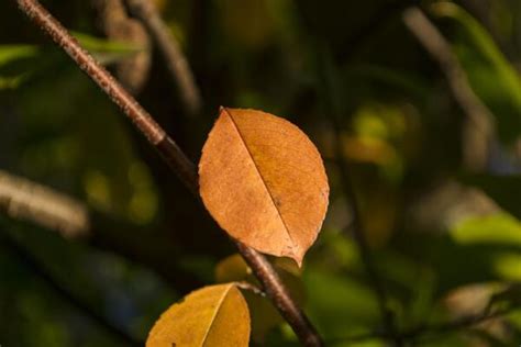 Orange Tree Leaves Stock Photos, Images and Backgrounds for Free Download