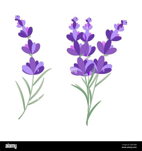 Eps Vector10 Dibujo de lavanda flor sobre fondo blanco. Montón de ...