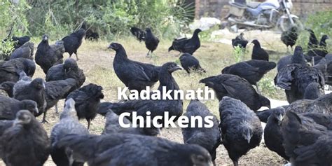 Kadaknath Chicken Egg Meat Color Faqs And Pictures