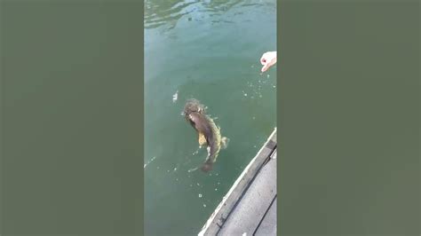 Huge Georgia Largemouth Bass Release Youtube