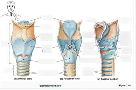 Laryngeal Diagram Quizlet