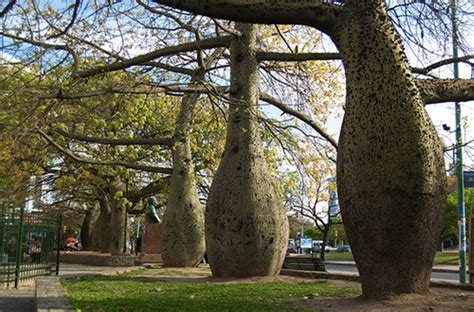 Toborochi Tree Or Ceiba Speciosa Or Bottle Tree