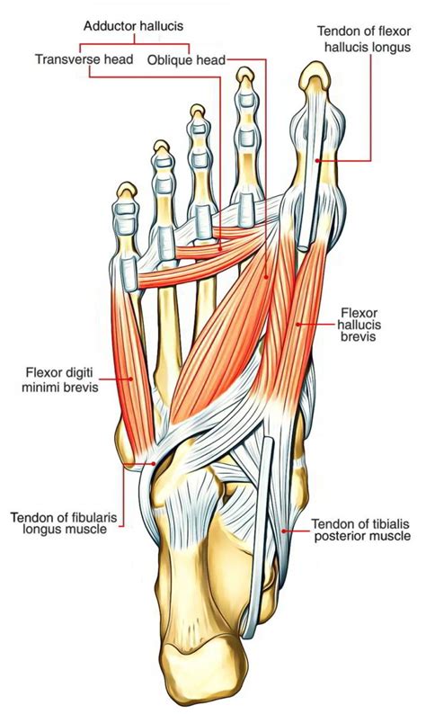 Abductor Digiti Minimi Foot Pain