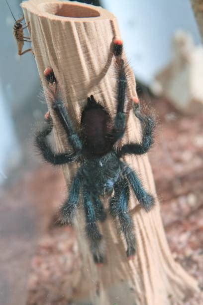 100+ Pinktoe Tarantula Photos Stock Photos, Pictures & Royalty-Free Images - iStock