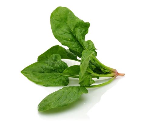 Fresh Spinach On White Background Stock Image Image Of Root Health