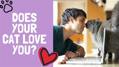 10 Proven Signs Your Cat Loves You Youtube