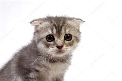 Fluffy kittens — Stock Photo © aurora #3463940