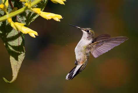 Hummingbirds