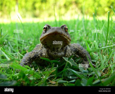 Common Toad Bufo Bufo Uk Stock Photo Alamy