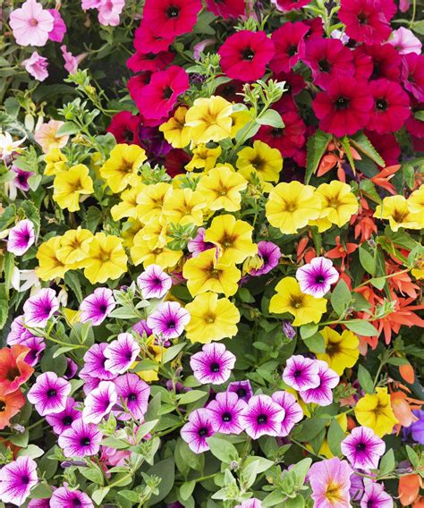 How To Grow Petunias In Pots Expert Tips Homes Gardens