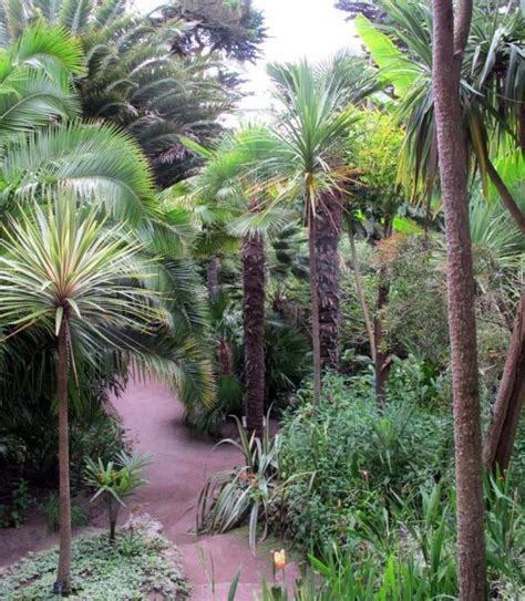 Quand Et Comment Planter Un Palmier En Pleine Terre Gamm Vert