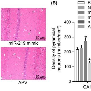 Upregulation Of MiR219 Decreases Blood Glucose Of Db Db Mice N 10