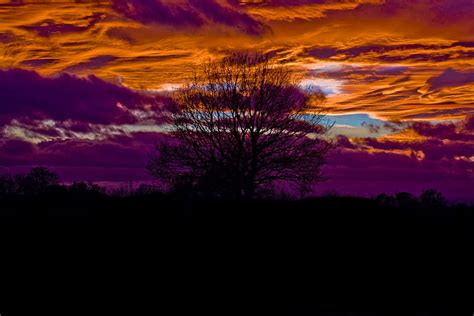 Puesta de sol fuera de York vívido york árbol puesta de sol fondo