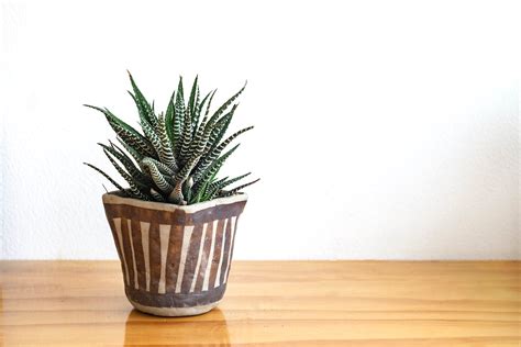 Haworthia Fasciata Mini Haworthiopsis Fasciata Cm Planta Natural