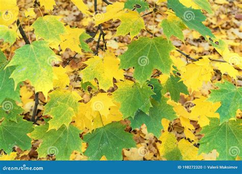 Hojas De Arce Amarillas Y Verdes Paisaje Oto Al Colores Oto Ales Foto