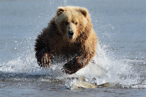 Fishing Bear Alaska - WildNature Photo Expeditions