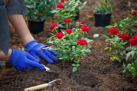 How To Amend Soil For Spring Planting