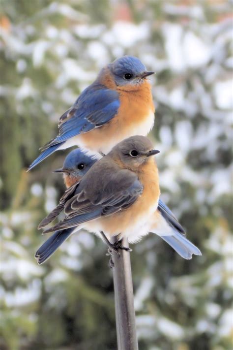 Backyard Bluebirds | Shutterbug