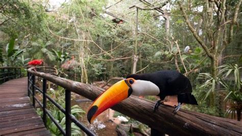 Parque Das Aves / Bird's Park in Foz do Iguaçu | iguazufalls.com