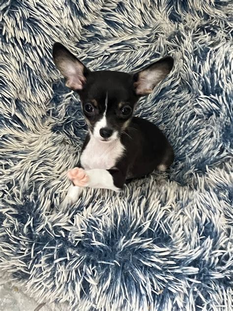 Forte Animal Rescue - Scout came into animal control as an abuse