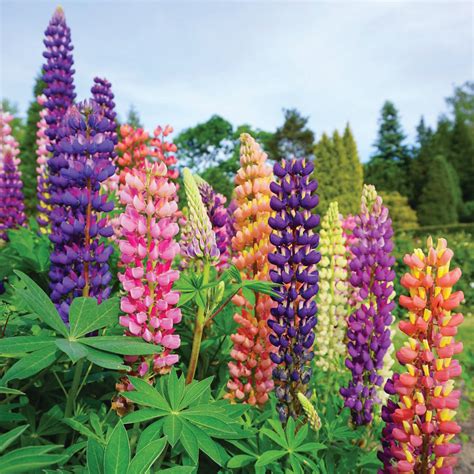 Lupinus Gallery Mix Wilsons Lifestyle Centre