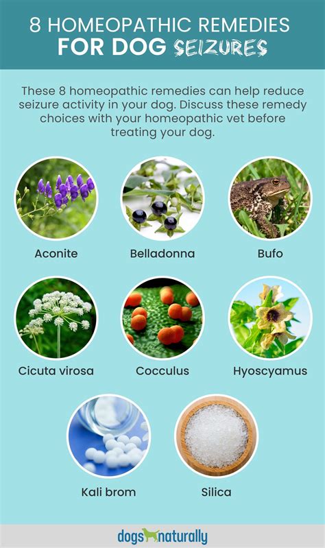 how to stop seizures in dogs immediately 3