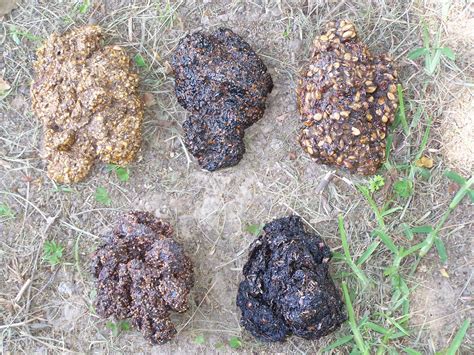 Bear Scat Florida Fish And Wildlife Flickr