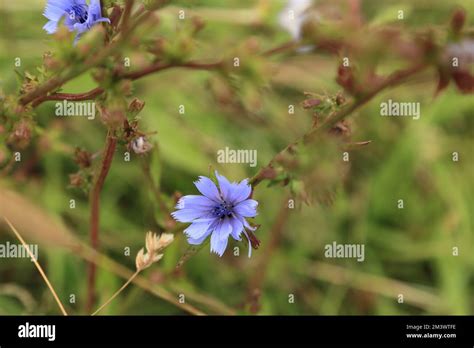 Flowering Chicory Plant Cichorium Intybus Also Known As Blue Daish