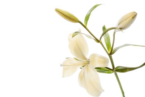 Read The Latest Obituaries And Service Times Shared By Minton Chatwell Funeral For The Local Borger Community