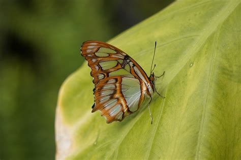 Papillon Feuille Les Plantes Photo Gratuite Sur Pixabay Pixabay