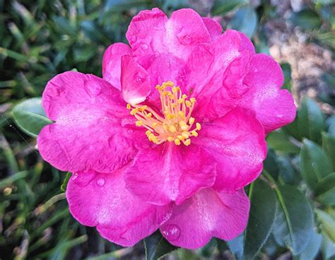 Beginners Guide To Growing Lush Camellias