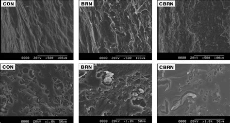 Scanning Electron Micrographs Of Surface A And Cross Section B Of