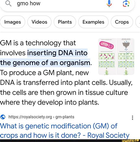 Qq Gmo How Images Videos Plants Examples Crops Gm Is A Technology That