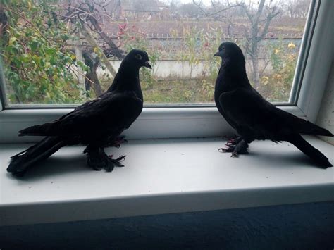 Молодая пара