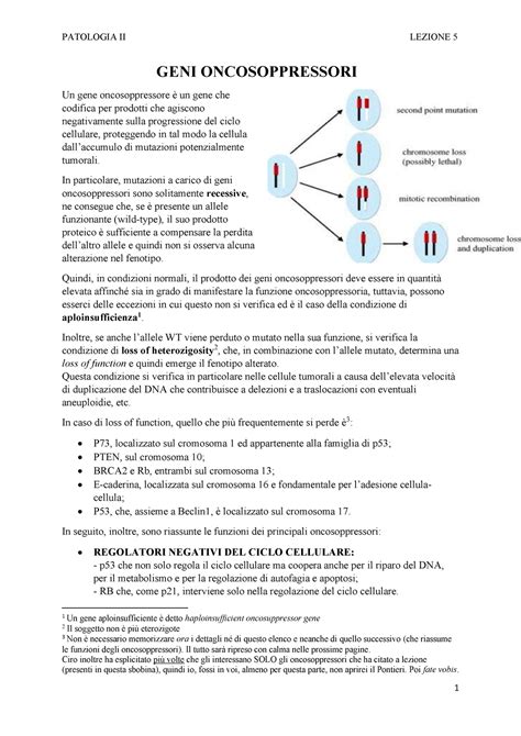 Oncosoppressori Ciclo Cell Pathways Vari Geni Oncosoppressori Un