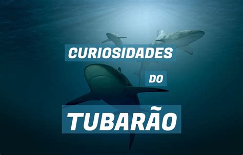 Top 10 curiosidades sobre Tubarão Mundo Top 10