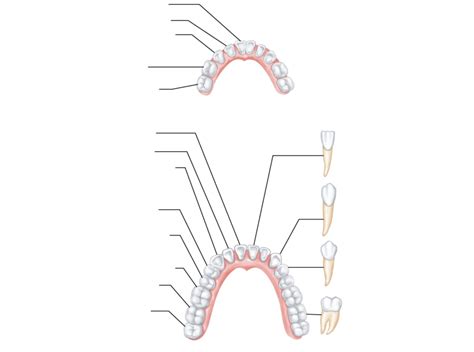 Human Dentition Diagram | Quizlet