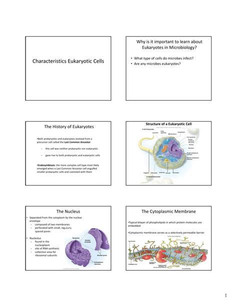 Characteristics Eukaryotic Cells