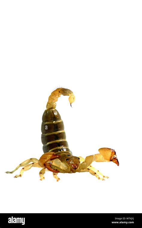 Large Scorpion Hi Res Stock Photography And Images Alamy