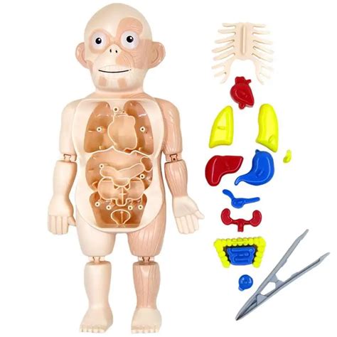 3D Insan V Cudu W Organlar Anatomi E Itim DIY Oyuncaklar Ocuklar G