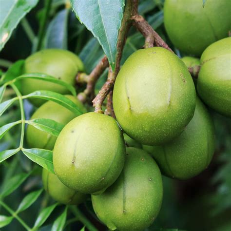 june plum tree size - Into Vast Chronicle Picture Archive